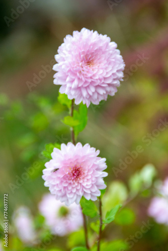 Aster flower has another name  termite daisy 
