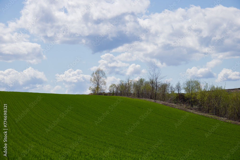 春の緑のムギ畑
