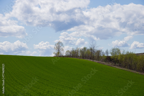 春の緑のムギ畑 