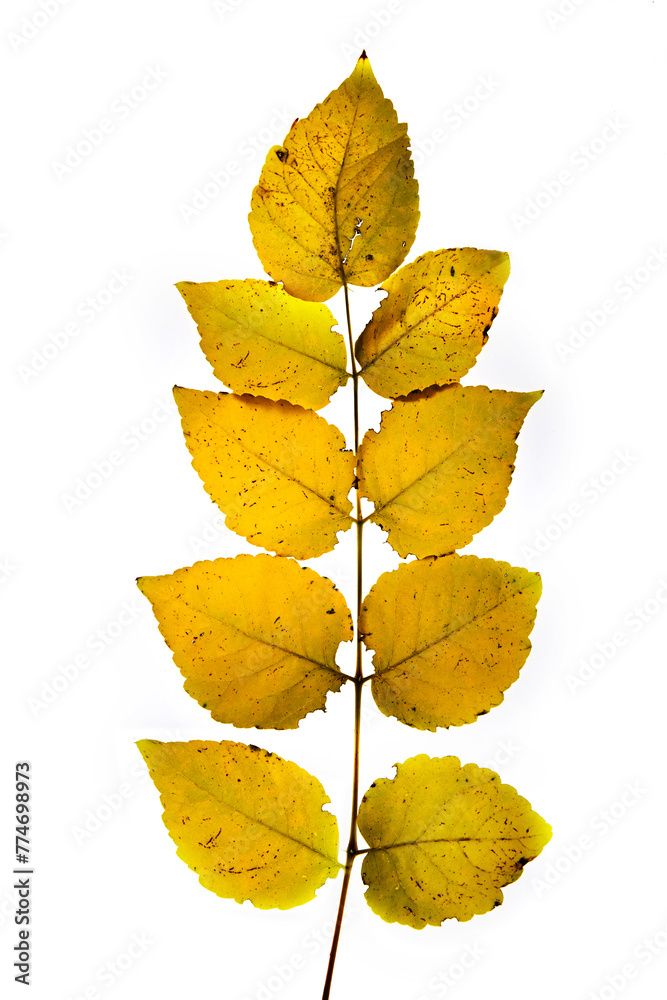 Fototapeta premium 흰 배경위에 낙엽과 식물의 아름다운 질감