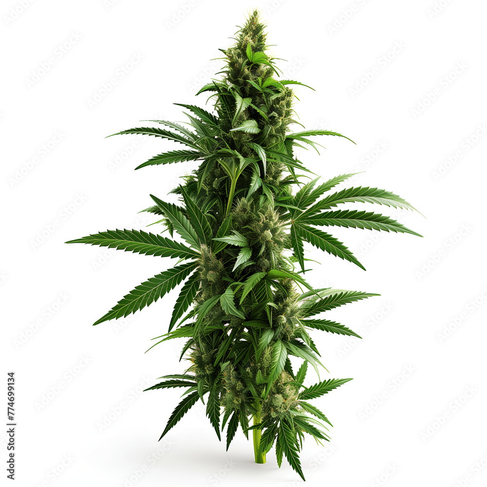 cannabis indica plant, on white background cannabis indica plant, on white background