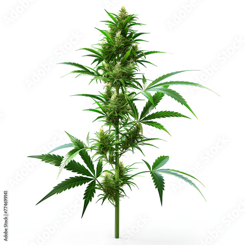 cannabis indica plant, on white background