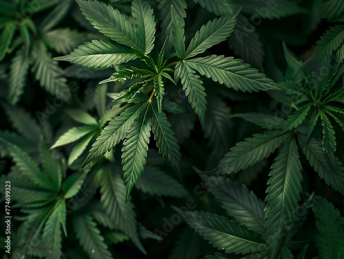 Marijuana leaves for background