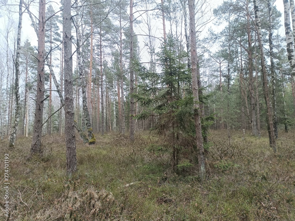 Rekyva forest during cloudy summer day. Pine and birch tree woodland. Blueberry bushes are growing in woods. Cloudy day with white and gray clouds in sky. Nature. Rekyvos miskas. Rekyva forest during cloudy summer day. Pine and birch tree woodland. Blueberry bushes are growing in woods. Cloudy day with white and gray clouds in sky. Nature. Rekyvos miskas.