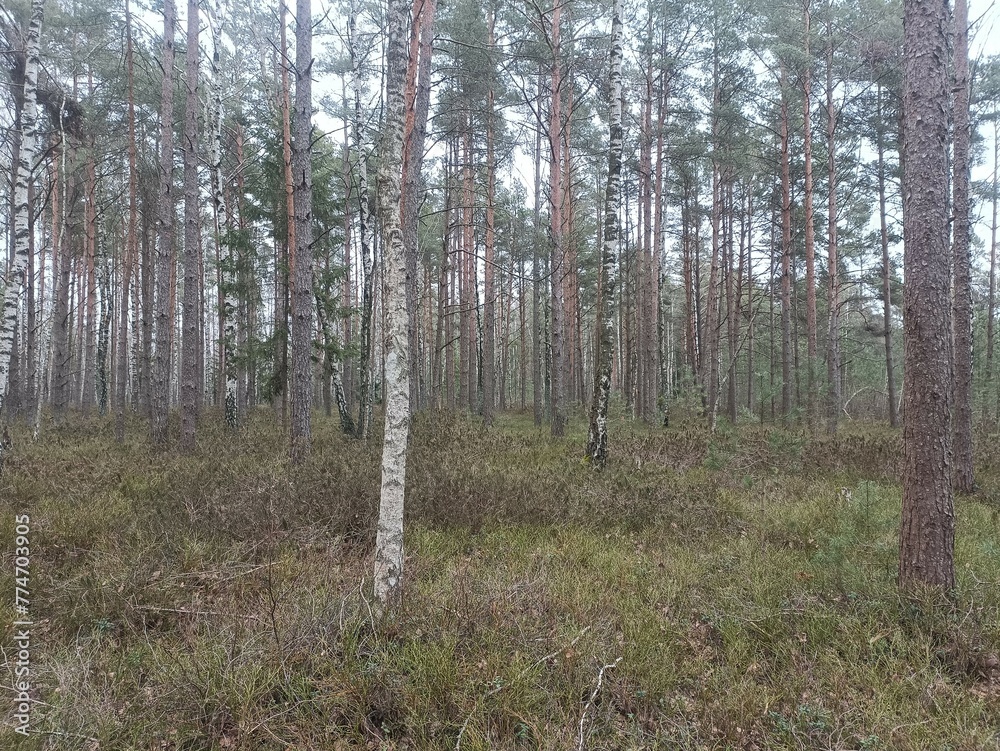 Rekyva forest during cloudy summer day. Pine and birch tree woodland. Blueberry bushes are growing in woods. Cloudy day with white and gray clouds in sky. Nature. Rekyvos miskas. Rekyva forest during cloudy summer day. Pine and birch tree woodland. Blueberry bushes are growing in woods. Cloudy day with white and gray clouds in sky. Nature. Rekyvos miskas.