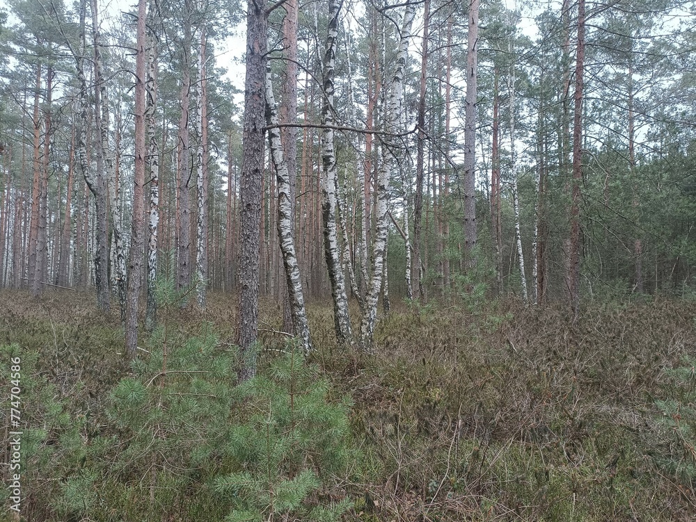 Rekyva forest during cloudy summer day. Pine and birch tree woodland. Blueberry bushes are growing in woods. Cloudy day with white and gray clouds in sky. Nature. Rekyvos miskas. Rekyva forest during cloudy summer day. Pine and birch tree woodland. Blueberry bushes are growing in woods. Cloudy day with white and gray clouds in sky. Nature. Rekyvos miskas.