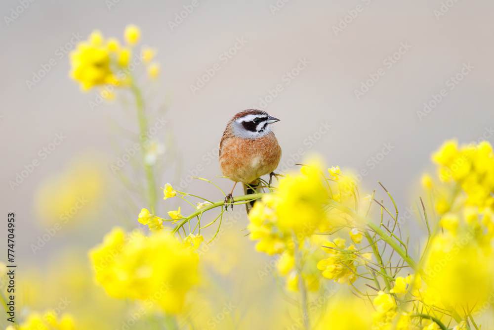 Naklejka premium 美しい菜の花畑で餌を探す可愛いホオジロ（ホオジロ科）。日本国埼玉県、荒川河川敷にて。 2024年3月24日撮影。Lovely Meadow Bunting (Emberiza cioides, family comprising buntings) searching for food in a beautiful field of rape blossoms.At Arakawa r