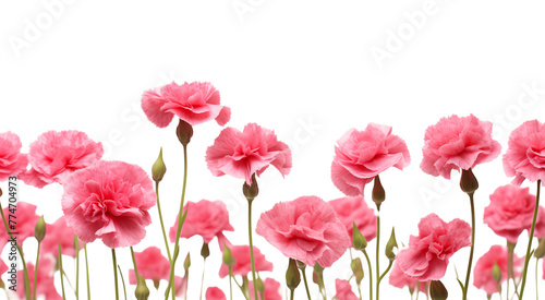 Pink carnation flowers field closeup border. Isolated on a transparent background.