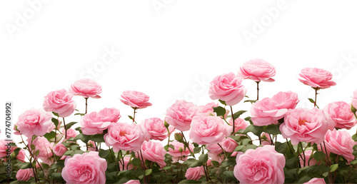 Pink roses field closeup border. Isolated on a transparent background. Spring flowers for layouts, cards, mockups, invitation etc. 