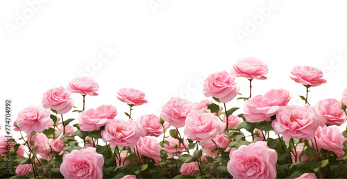 Pink roses field closeup border. Isolated on a transparent background. Spring flowers for layouts, cards, mockups, invitation etc.	