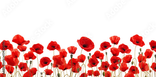 Red poppy flowers field closeup border for cards, invitation etc. Isolated on a transparent background.	