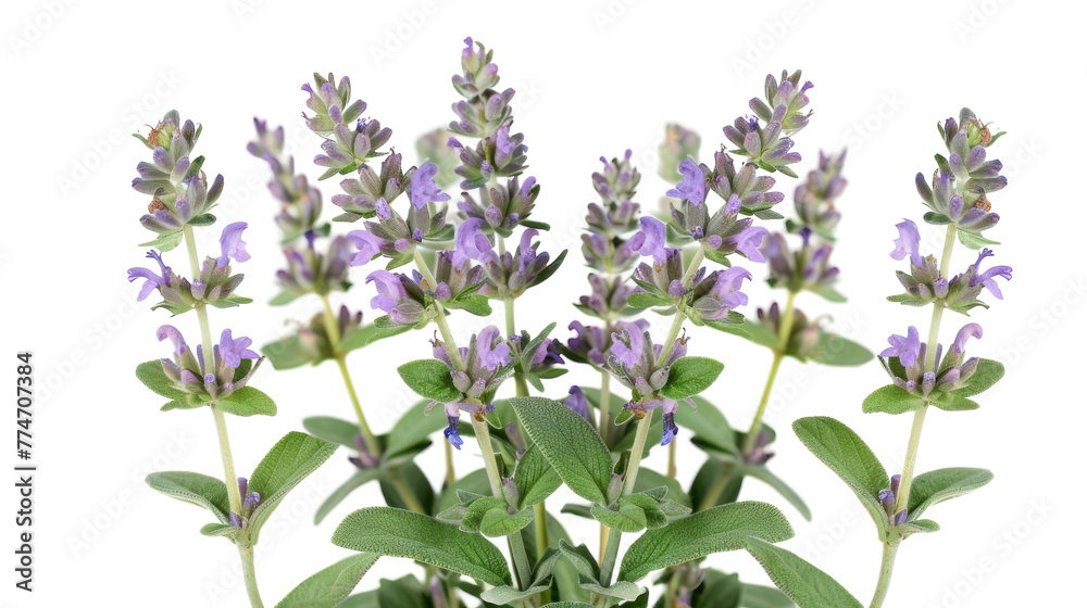 Close up of a vibrant plant with elegant purple flowers in bloom Close up of a vibrant plant with elegant purple flowers in bloom