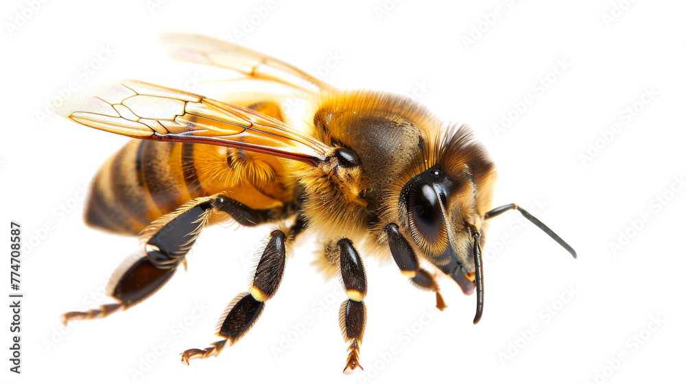 A honeybee delicately balances on a white background A honeybee delicately balances on a white background