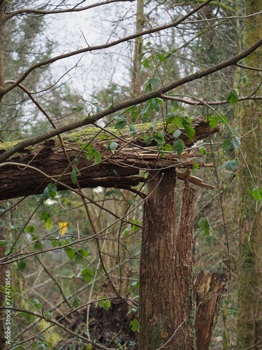 A close up photo of a slim tree trunk growing in a woodland setting snapped into an 'L' shape by recent high winds 
