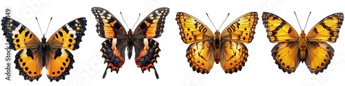 Butterfly collection isolated on transparent background © zenith