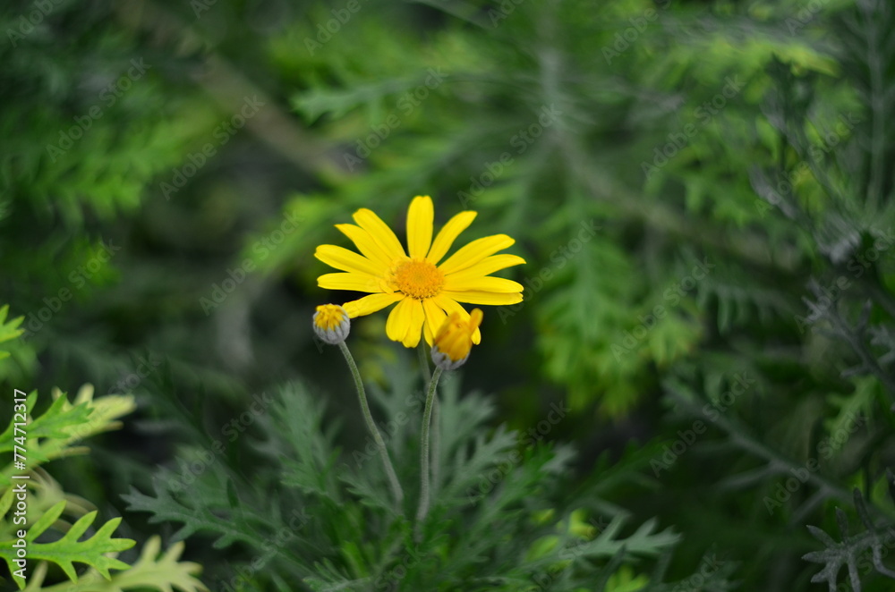Obraz premium Close-up of blurred background of bright flowers among green leaves