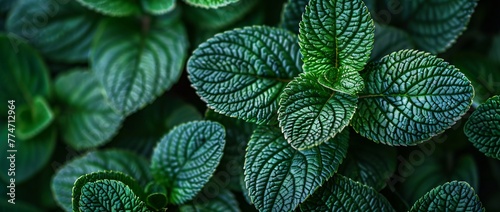 A lush green plant with a hint of minty freshness, perfect for a summer garden party or a refreshing beverage. Generative AI