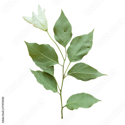 A plant with green leaves on a Transparent Background