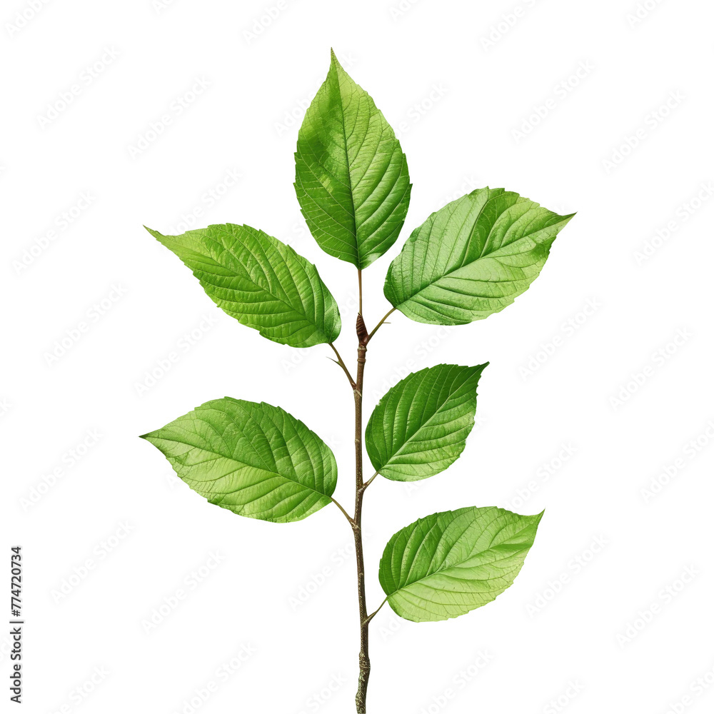 A close up of a plant with green leaves on a Transparent Background