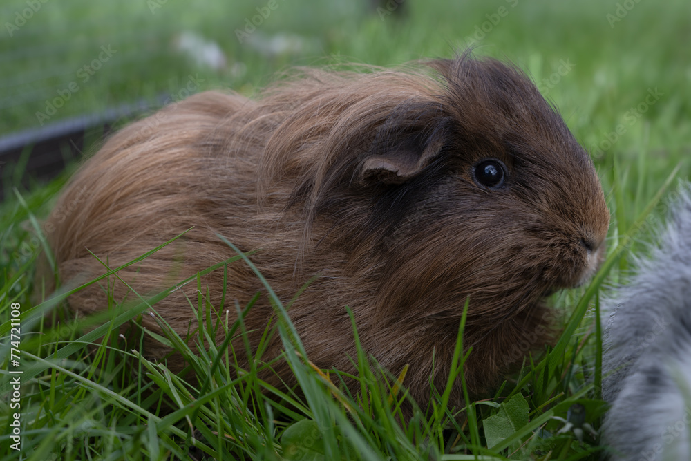 meerschweinchen tier natur langhaar meerschweinchen tier natur langhaar