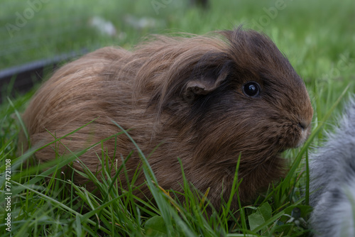 meerschweinchen tier natur langhaar photo