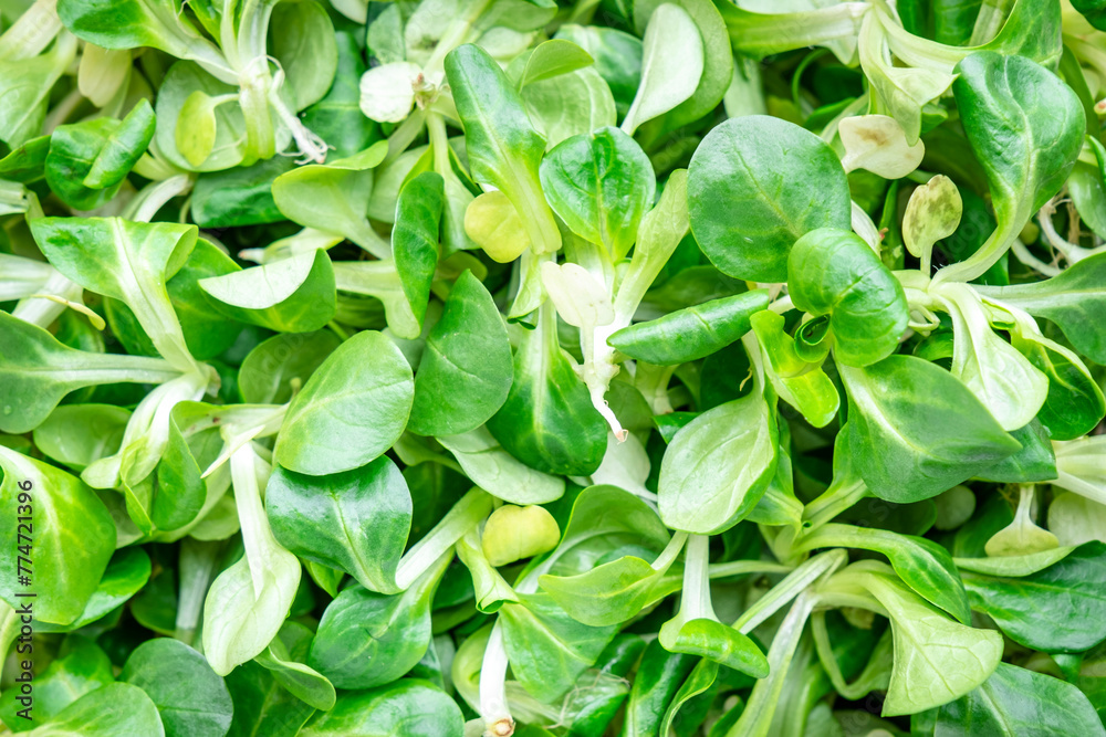 Corn lamb salad, close-up, green leaves of herbs, top view Corn lamb salad, close-up, green leaves of herbs, top view