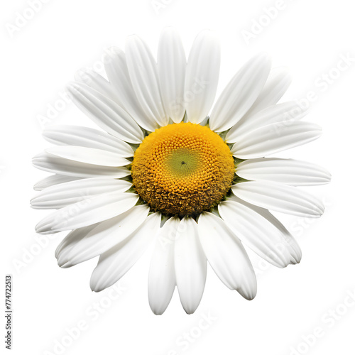 Daisy element in PNG format with transparent background © Mehedi