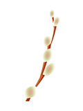 Blooming willow branch isolated on a white vertical background. Vector.