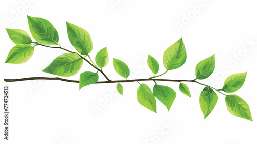 Green leaves on a branch on a white background