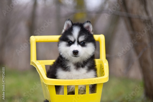 Fluffy Siberian Husky puppy and yellow cart