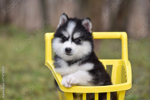 Fluffy Siberian Husky puppy and yellow cart photo