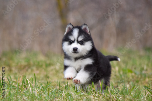 Siberian Husky puppy runs forward in the spring park