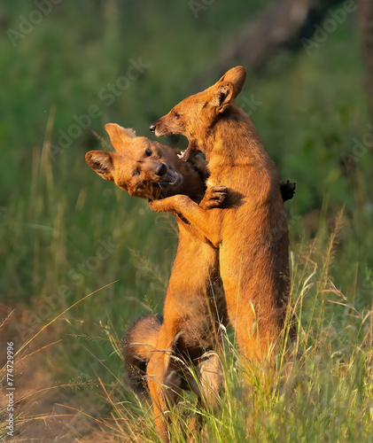 Fototapeta Naklejka Na Ścianę i Meble -  Young dogs fighting