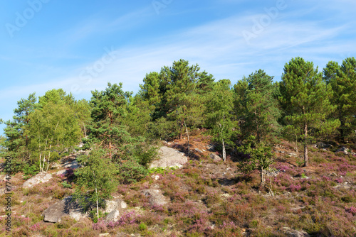Heather land and hills of the Hot valley in Fontainebleau forest