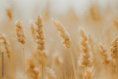 A closeup of golden wheat stalks in the foreground  with an out of focus field of grain behind them.