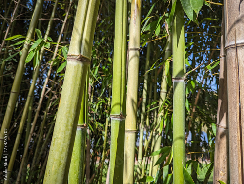 Fototapeta Naklejka Na Ścianę i Meble -  Selva com árvores de bambu em meio à natureza. Meio ambiente, paisagem com vegetação, folhagens e juncos num fundo natural