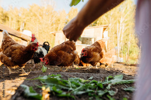 A woman's hand feeds green leaves to a group of red hens on a private farm. Brown chickens close up on free range outside, organic farmer feeding chickens grass