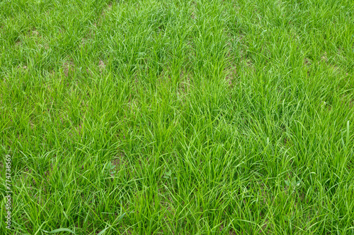 Dense Green Grass Texture