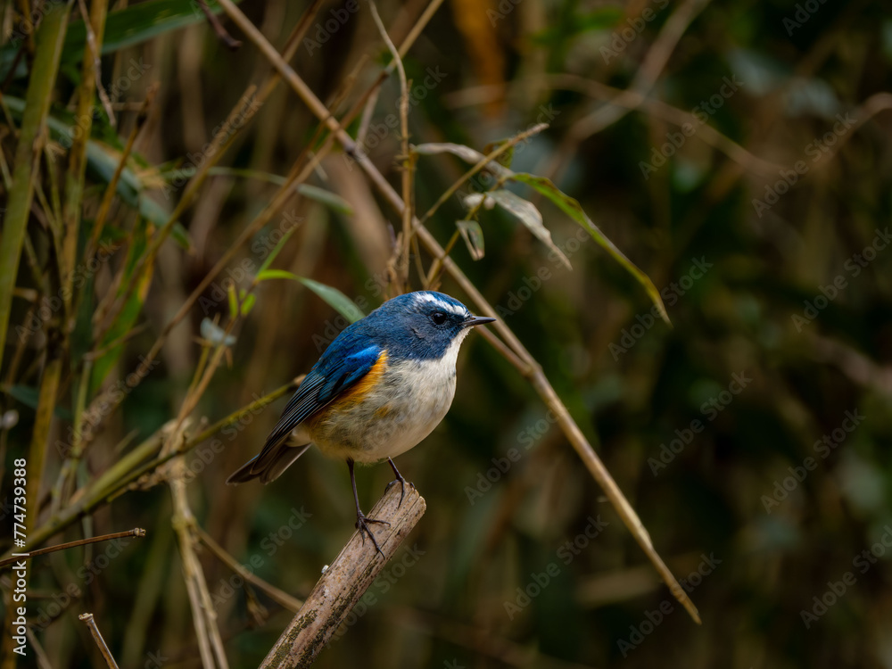 Fototapeta premium 木の枝の先に留まってのんびりしているルリビタキの雄