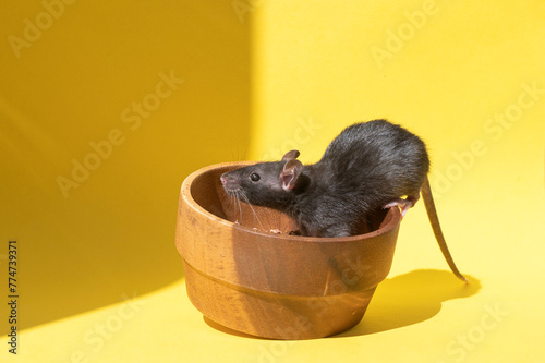 A pet rat sits in a wooden bowl on a yellow table photo