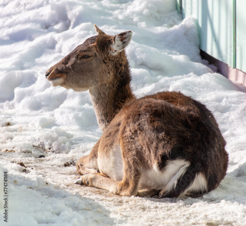 A deer rests on the snowy slope near a fence in the winter landscape