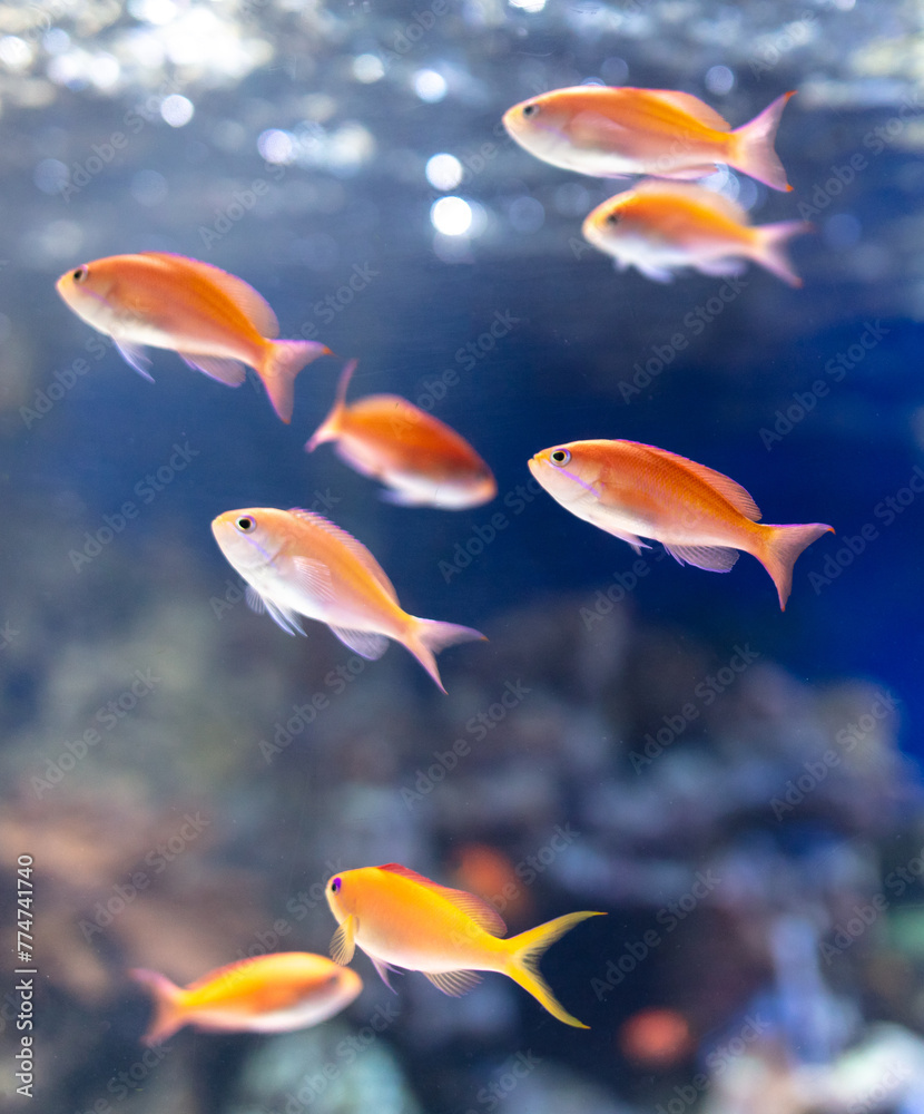 Naklejka premium Tropical fish swimming in the aquarium. Beautiful colorful fishes in the aquarium