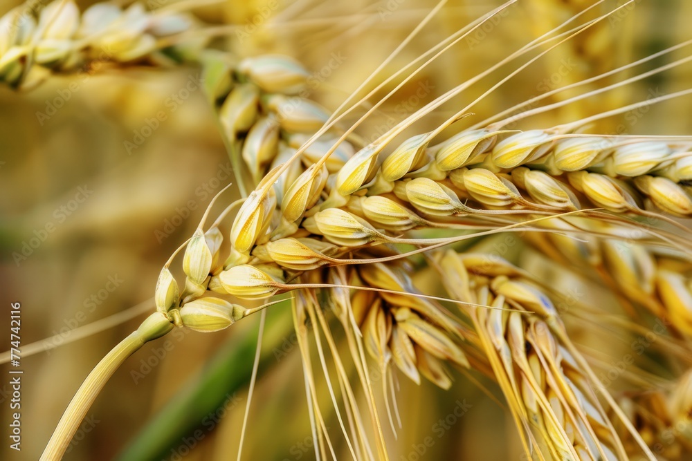Fototapeta premium ears of golden wheat closeup, wheat spikelets in field, wheat field harvest concept