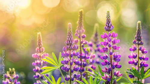 Summer meadow with blooming purple lupins in warm sunset light.