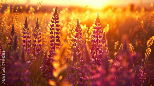Summer field with blooming pink lupins in the golden rays of the setting sun. © Tanya