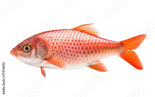 A vibrant red fish gracefully swims in a sea of serene white