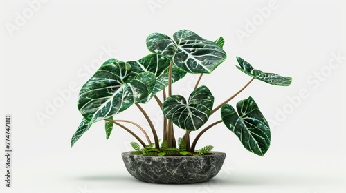 Rare Plants ALOCASIA FRYDEK With Realistic Design