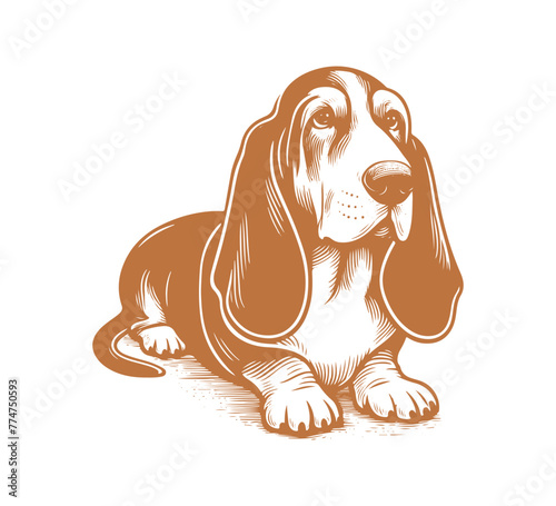 basset hound dog hand drawn vector illustration