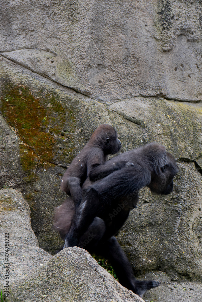 Chimpanzee mother with her baby on a rock in a zoo