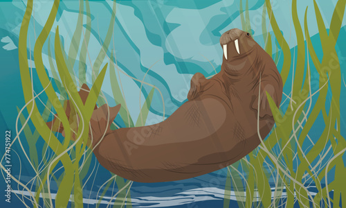 Walrus swims in sea with long green algae. Wildlife of the Arctic. Realistic vector landscape